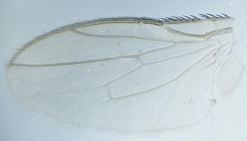Réf. 316 460 : Leptocera nigra